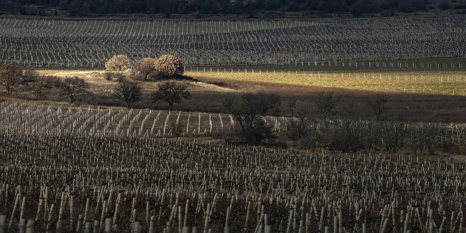 Фотограф Олег Черноус. панорама. Крым виноградники, январь 2012